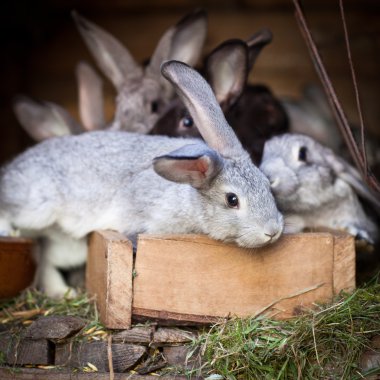 Genç tavşan bir kafesi (Avrupa Rabbit - Oryctola dışarı haşhaş