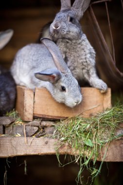 Genç tavşan bir kafesi (Avrupa Rabbit - Oryctola dışarı haşhaş