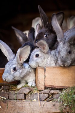 Genç tavşan bir kafesi (Avrupa Rabbit - Oryctola dışarı haşhaş