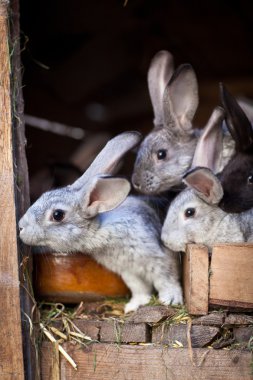 Genç tavşan bir kafesi (Avrupa Rabbit - Oryctola dışarı haşhaş