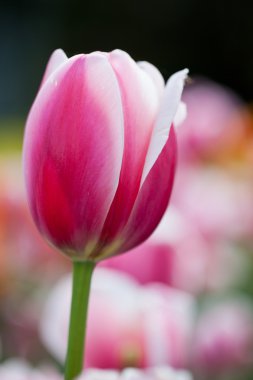 güzel çiçek açması Lale çiçek bahar güneş