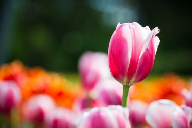 güzel çiçek açması Lale çiçek bahar güneş