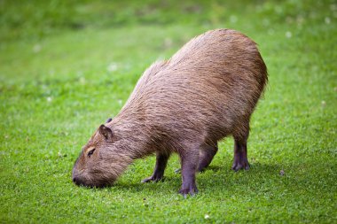 Taze yeşil ciğeri üzerinde otlatma Capibara (Hydrochoerus hydrochaeris)