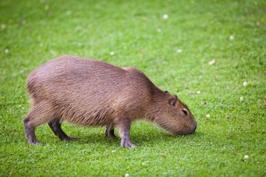 Taze yeşil ciğeri üzerinde otlatma Capibara (Hydrochoerus hydrochaeris)