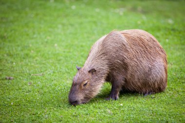 Taze yeşil ciğeri üzerinde otlatma Capibara (Hydrochoerus hydrochaeris)