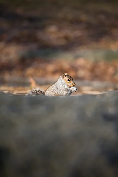 Niedliches Eichhörnchen — Stockfoto