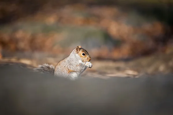 Cute squirrel — Stock Photo, Image