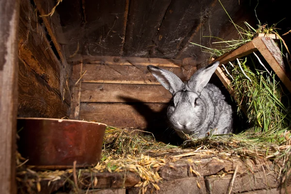 Young rabbits popping out of a hutch (European Rabbit - Oryctola — Stock Photo, Image