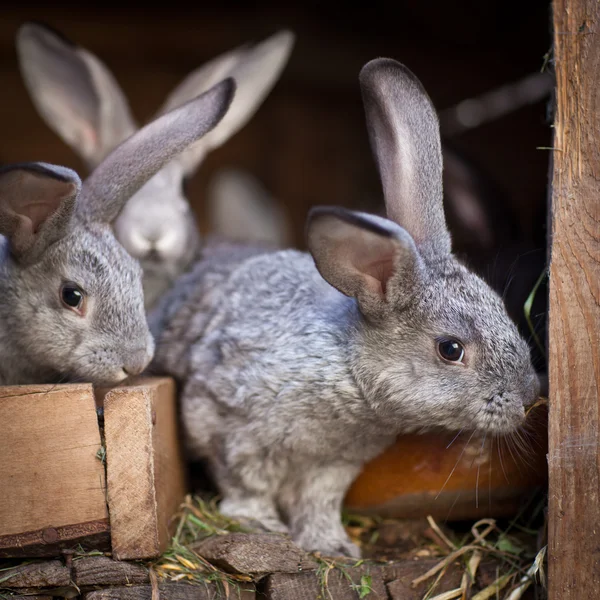 Genç tavşan bir kafesi (Avrupa Rabbit - Oryctola dışarı haşhaş — Stok fotoğraf