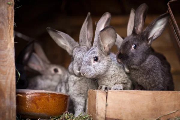 Jeunes lapins sortant d'une huche (Lapin d'Europe - Oryctola — Photo