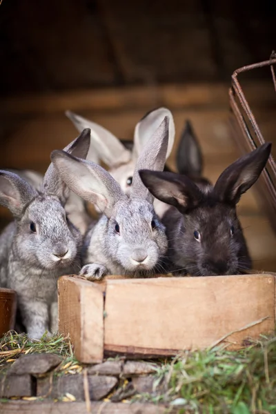 Young rabbits popping out of a hutch (European Rabbit - Oryctola — Stock Photo, Image