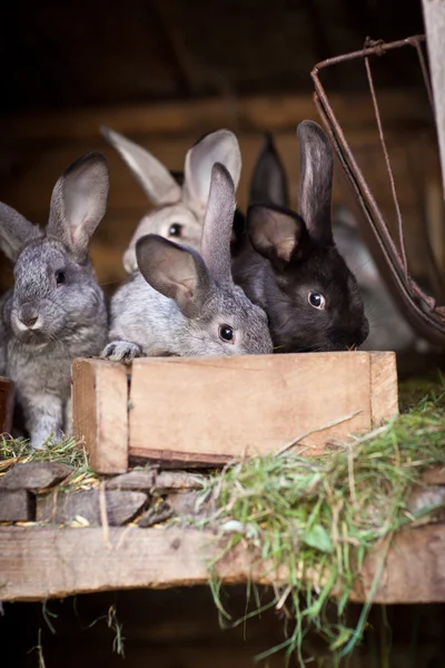 Unga kaniner poppar ut ur en kaninbur (Europeiska kanin - Oryctola — Stockfoto