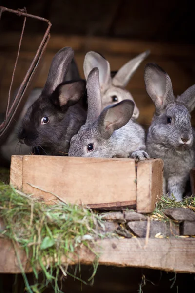 Jonge konijnen knallen uit een hok (konijn - Oryctola — Stockfoto