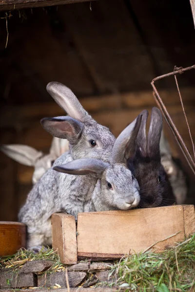 Jonge konijnen knallen uit een hok (konijn - Oryctola — Stockfoto