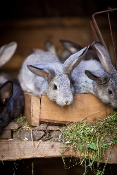 Conigli giovani che spuntano da una gabbia (Coniglio europeo - Oryctola — Foto Stock