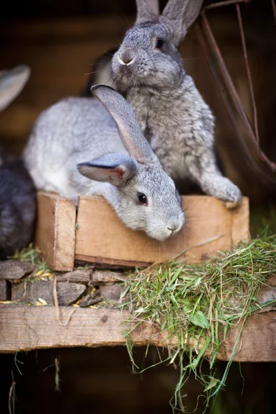 Junge Kaninchen, die aus einem Stall springen (europäisches Kaninchen - Oryctola — Stockfoto