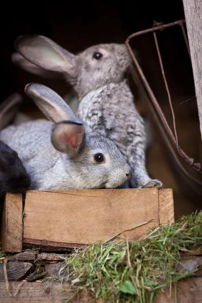 Unga kaniner poppar ut ur en kaninbur (Europeiska kanin - Oryctola — Stockfoto