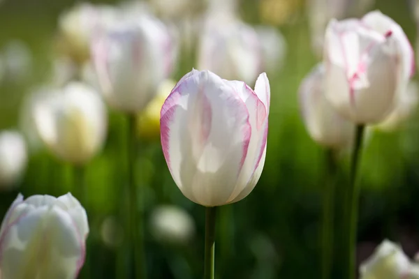 Krásné kvetoucí tulip květiny v jarním sluníčku — Stock fotografie