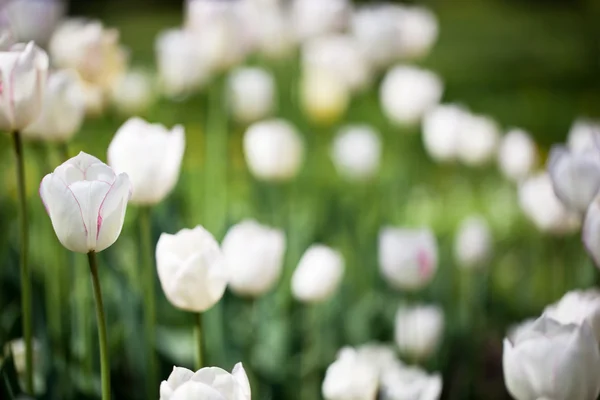 Szép virágzó tulipán virágok a tavaszi napsütésben — Stock Fotó