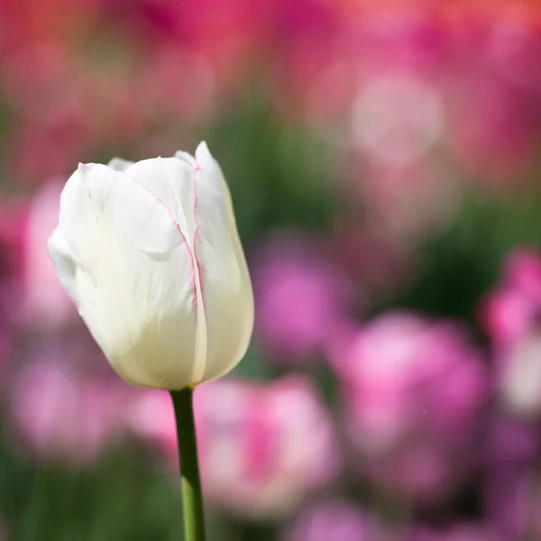 Schön blühende Tulpenblüten in der Frühlingssonne — Stockfoto