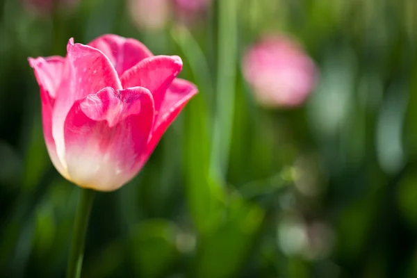 Mooie bloeiende tulp bloemen in de lente zon — Stockfoto