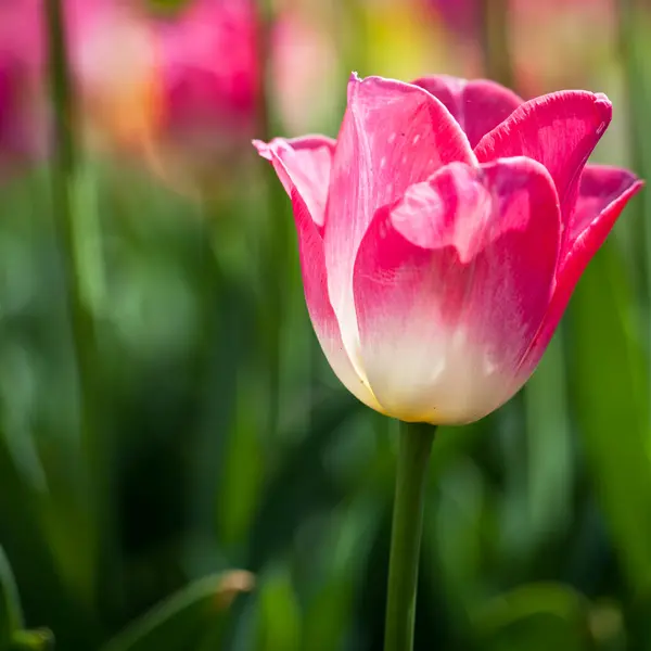 봄 햇살에 아름 다운 꽃이 만발한 튤립 꽃 — 스톡 사진