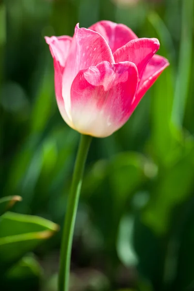 Όμορφα λουλούδια που ανθίζουν τουλίπας στην ανοιξιάτικη λιακάδα — Φωτογραφία Αρχείου