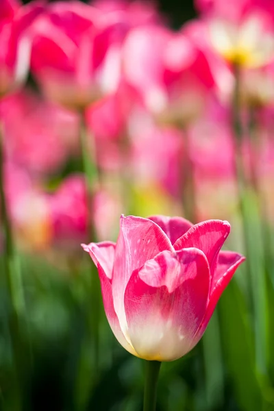 Όμορφα λουλούδια που ανθίζουν τουλίπας στην ανοιξιάτικη λιακάδα — Φωτογραφία Αρχείου