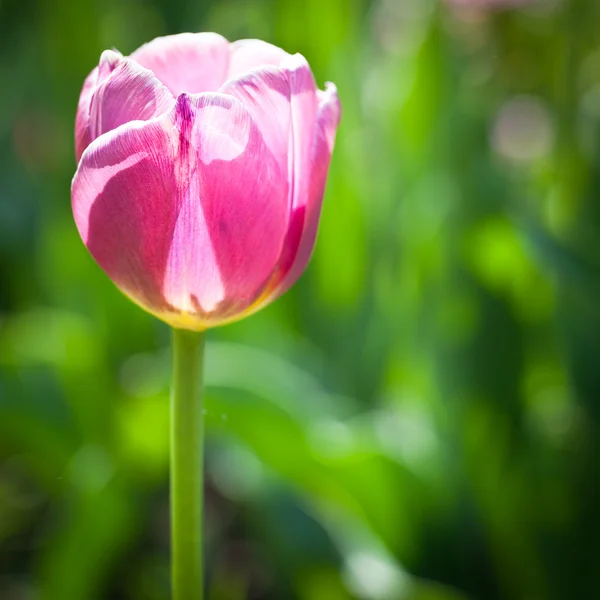 Прекрасные цветущие цветы тюльпана под весенним солнцем — стоковое фото