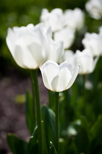 Krásné kvetoucí tulip květiny v jarním sluníčku — Stock fotografie