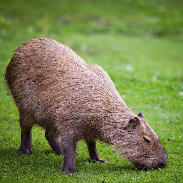 Капибара (Hydrochoerus hydrochaeris) пасущаяся на свежей зеленой гре — стоковое фото