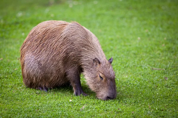 Capybara (Hydrochoerus hydrochaeris) grazing on fresh green gras — Stock Photo, Image