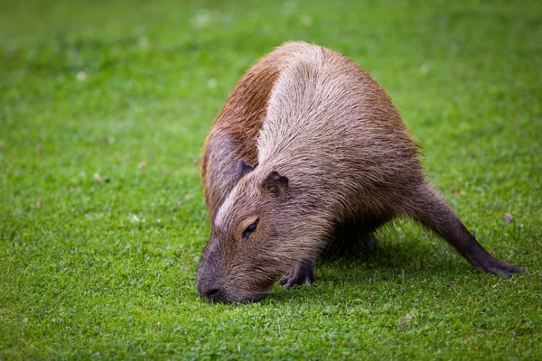 Kapibara (Hydrochoerus hydrochaeris) wypas na świeże zielone gras — Zdjęcie stockowe