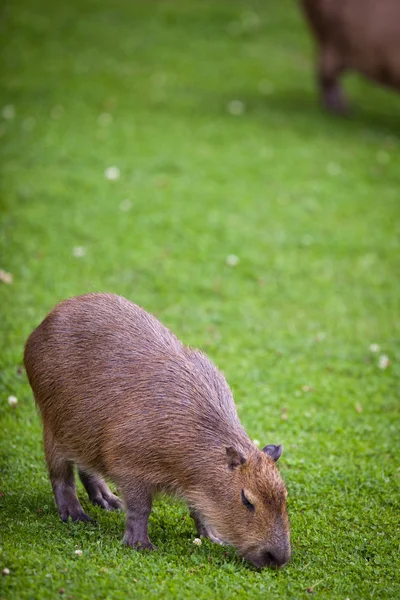 Kapybara (Hydrochoerus hydrochaeris) pasoucí se na čerstvé zelené gras — Stock fotografie