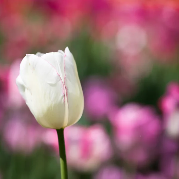 Bellissimi fiori di tulipano in fiore sotto il sole primaverile — Foto Stock