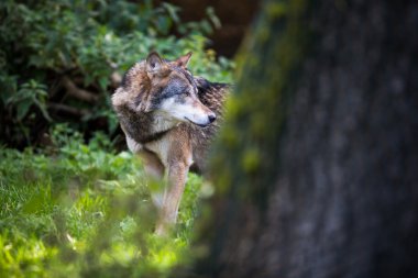gri Avrasya kurt (canis lupus)