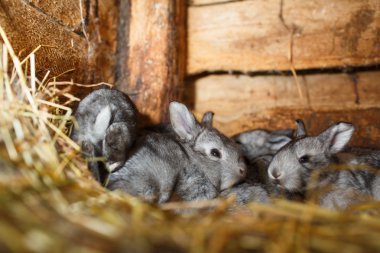 Bir kafesi (Avrupa Rabbit - dikkatli cuniculu genç tavşanlar