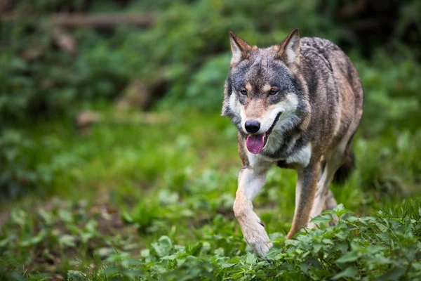 Gris, lobo euroasiático (Canis lupus ) — Foto de Stock