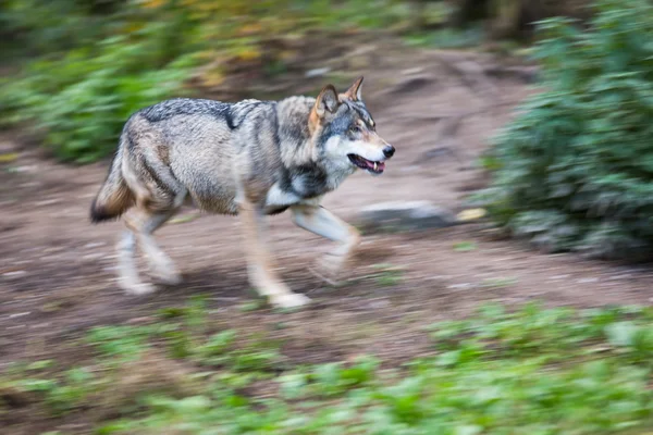 Lobo cinzento e eurasiático (Canis lupus ) — Fotografia de Stock