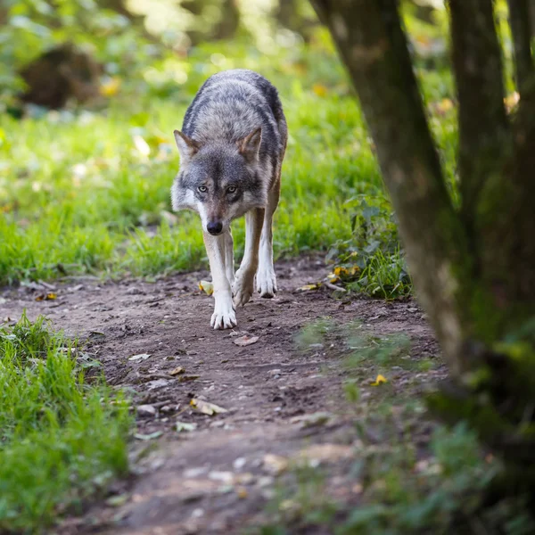 Grauer, eurasischer Wolf (canis lupus)) — Stockfoto