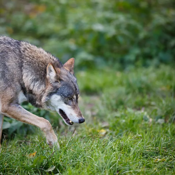 Šedá, euroasijské vlk (canis lupus) — Stock fotografie