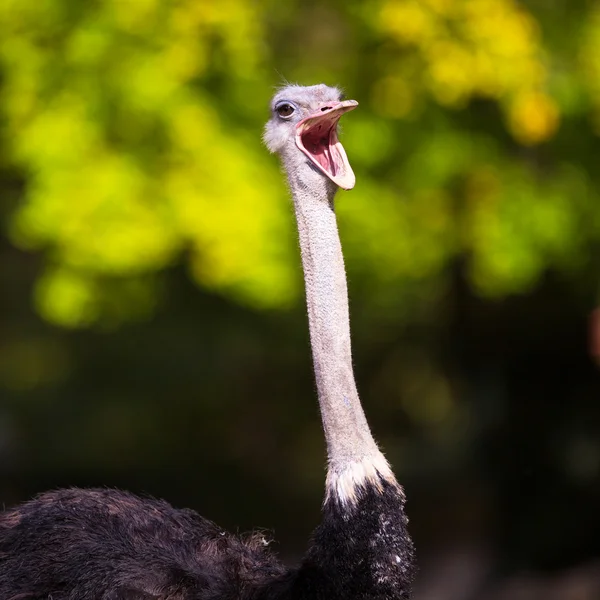 Strauß (struthio camelus)) — Stockfoto