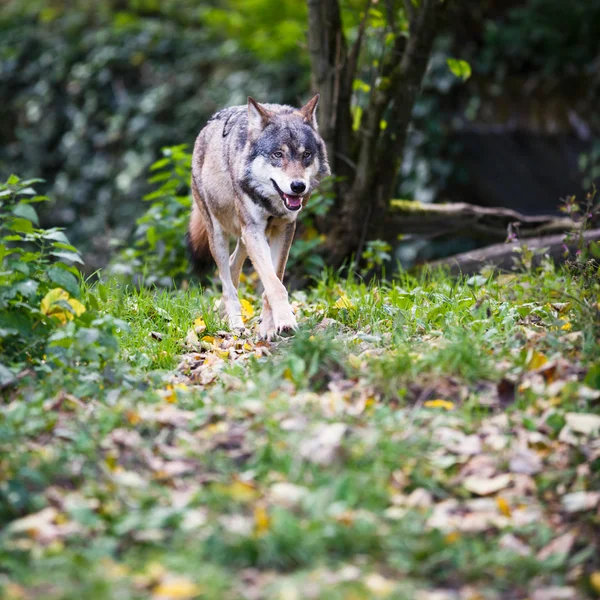 Lobo cinzento e eurasiático (Canis lupus ) — Fotografia de Stock