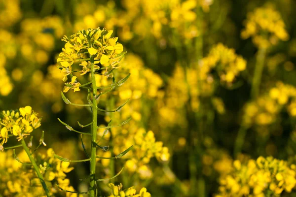 Colza (Brassica rapa) — Fotografia de Stock