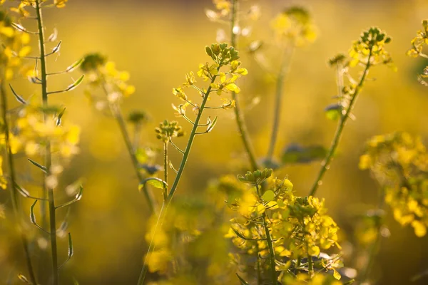 Colza (Brassica rapa) — Stock Photo, Image