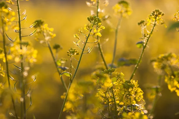 Colza (Brassica rapa) — Stock Photo, Image