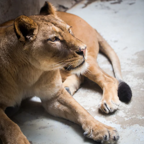 Retrato de cerca de una leona majestuosa (Panthera Leo ) — Foto de Stock