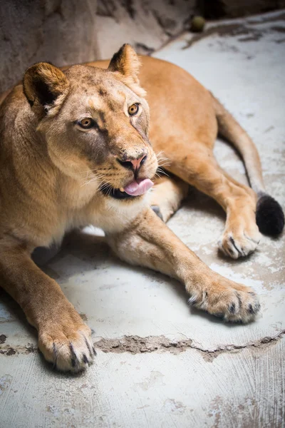 รูปภาพใกล้ชิดของสิงโตที่งดงาม (Panthera Leo ) — ภาพถ่ายสต็อก