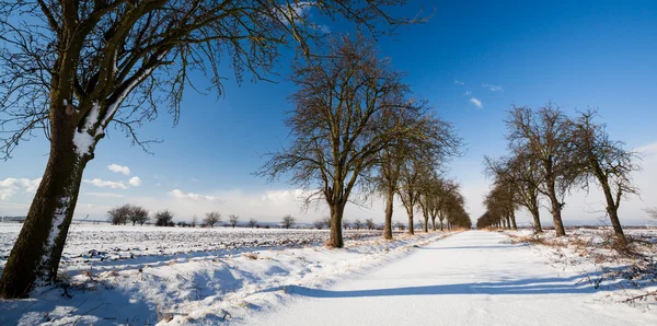 El paisaje hermoso invernal - el callejón cubierto de la nieve fresca en el sol — Foto de Stock