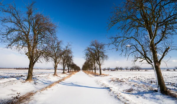 Прекрасный зимний пейзаж - аллея, покрытая свежим снегом на солнце — стоковое фото